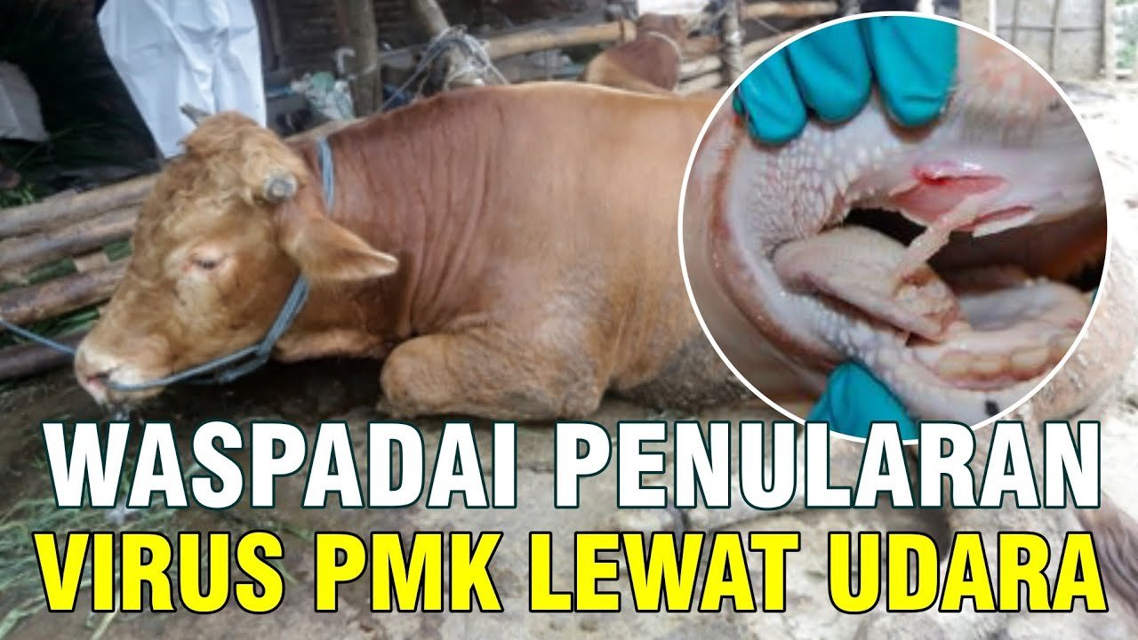 
                                 Penularan-PMK-Melalui-Udara